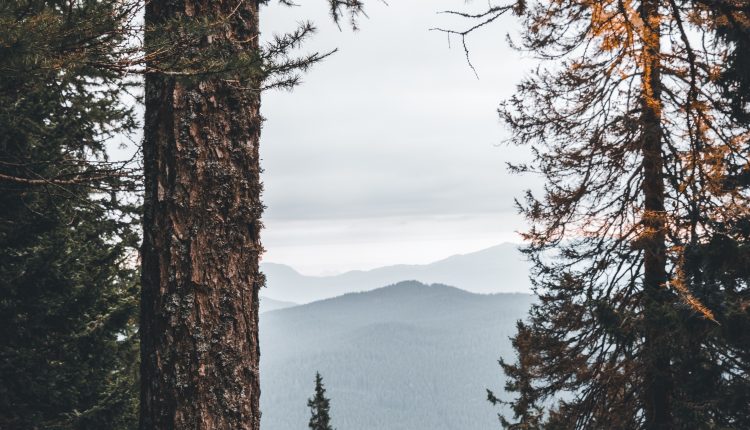 dominik-resek-1138503-unsplash