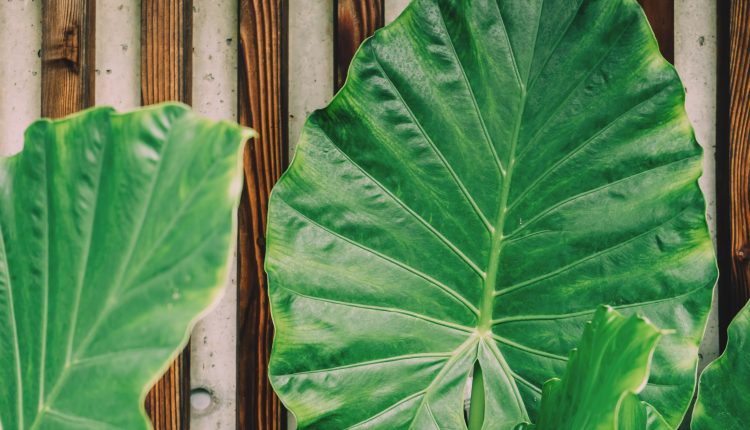 big-leaf-bright-color-1029640